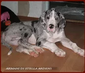 Armani5.webp