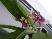 P1050051.webp