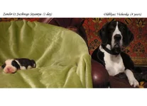 -217vvv[1].webp
