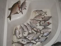 рыбка 002.jpg