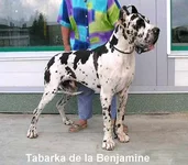 tabarka1[1].webp