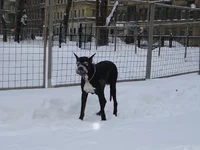 16.webp