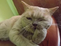 кот7.jpg