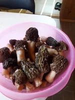 20170429_151840.webp