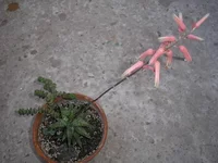 P1010015.jpg