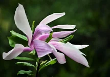 .webp