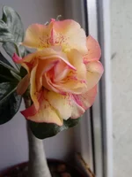IMG_20170514_111347.webp