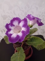 IMG_20170512_195627.webp