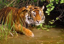 SUNDARBANS-04.jpg