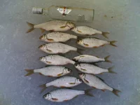 09012010(001).webp