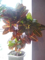 001.webp