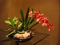 Orchid.webp