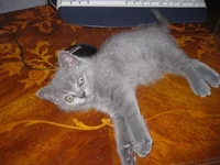 .webp