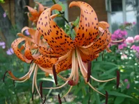 ImageJPEG_01.webp