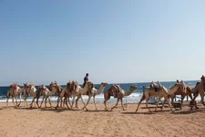 Karavan.webp