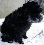PIC_0013-1.webp