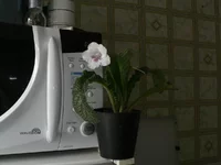  Утро в Арктике с.В.Парамонов.webp