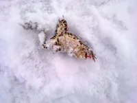 160120101707.webp