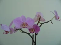 22222222222 001.webp