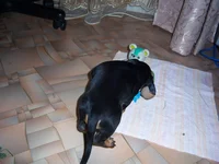 100_6977.webp
