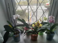 IMG_2017-03-24_071847_HDR.webp