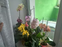 IMG_2017-03-24_072029_HDR.webp