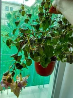 IMG_20170526_183003_HDR.webp