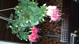 20160615_194231.webp
