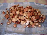 DSC01673.jpg