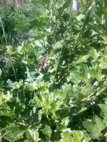 20170526_101859.webp