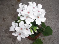 P1010019.webp