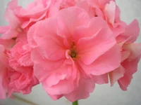 P1010024.webp
