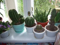 100_6988.webp
