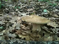 IMG_1256[1].webp