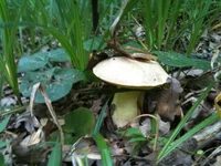 IMG_1263[1].webp