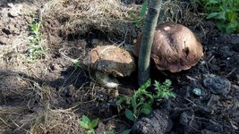 IMG_20170617_091109 1.jpg