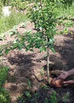 IMG_20170617_091004 1.webp