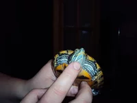 DSC00049.webp