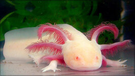 Ambystoma_mexicanum.jpg