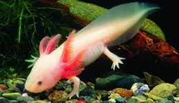 Axolotl-albino.jpg