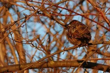 DSC_6654.webp