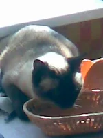 004.webp