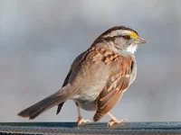 IMG_4548_White-Throated-Sparrow-1w.webp
