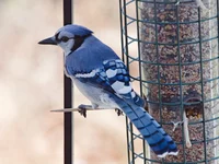 IMG_4795-1_Blue-Jay-w.webp