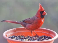 IMG_4816_Northern-Cardinal-w.webp