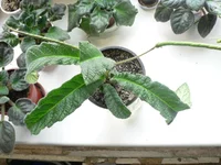  в Арктике весь.webp