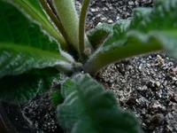  в Арктике бутоны.webp