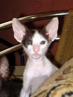  для  продажи 005.webp