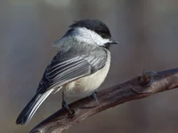 IMG_5081_Black-Capped-Chickadee-w.webp