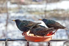 IMG_4762_Starlings-w.webp
